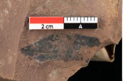 Foto (Detailansicht) von Xylomites pistaciae Ettingshausen (NHMW-GEO-2024-0188-0072)